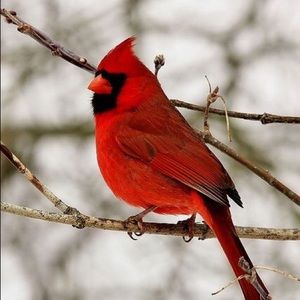 Meet your Posher, Kerry